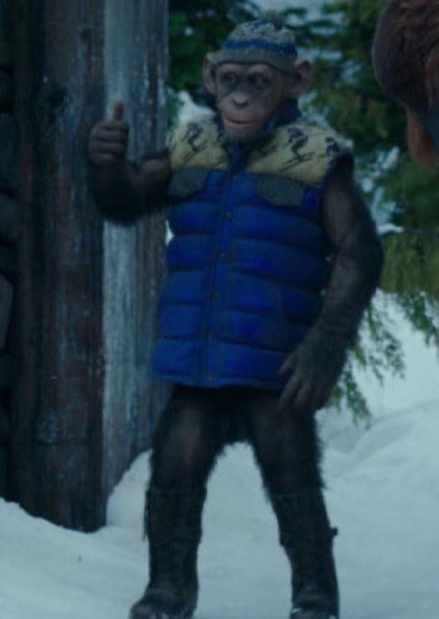 Ape in blue vest